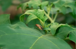 Biodiversità