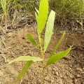 Acacia Mangium