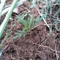 Grevillea