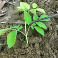 Moringa
