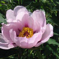 Dionisia De Martin