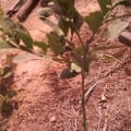Mandarine