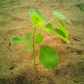 Moringa