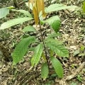 Cacao