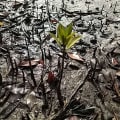Mangrove Blanche