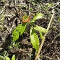 Cacao