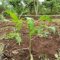 Papaya