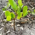 Mangrovia Bianca
