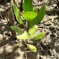White Mangrove