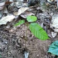 Cacao