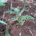 Grevillea