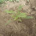 Grevillea