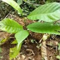 Cacaotier