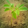 Moringa