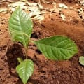 Japanese Medlar