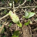 Cacao