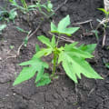 Papaya