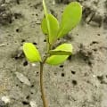 Oba's White Mangrove