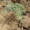 Grevillea