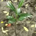 Mangrovia Rossa