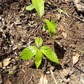 Cacao