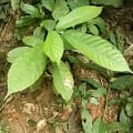Cacao