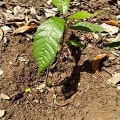 Cacao
