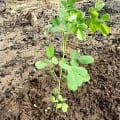 Moringa
