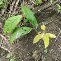 Cacao