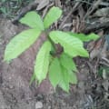 Cacao