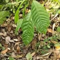 Cacao