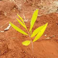 Acacia Mangium