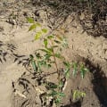 Neem