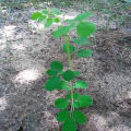Tree of Taurus