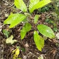 Cacao