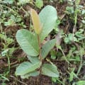 Guava