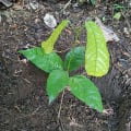 Cacaotier - Colombia