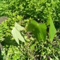 Papaya