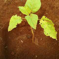 Tamarillo