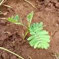 Clorofilla