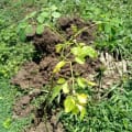 Moringa