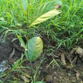 Jackfruit