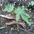 Papaya