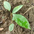 Caoba
