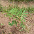 Tephrosia