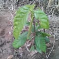 Cacao