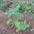 Sesbania