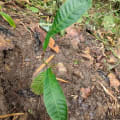 PagliAlbero
