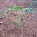 Tefrosia