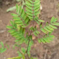 Leucaena